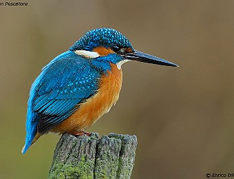 Animali 180
